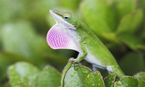Are Green Anole Lizards Good Pets?