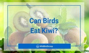 Can Birds Eat Herbs? - Kylon Powell