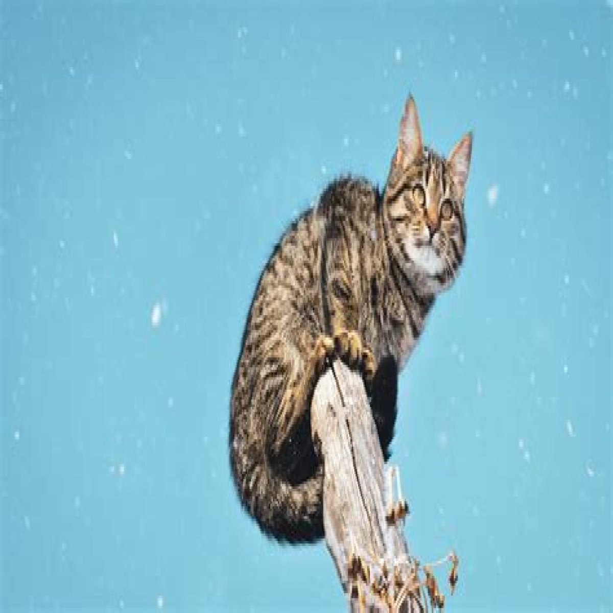 Can cats climb colorbond fences?