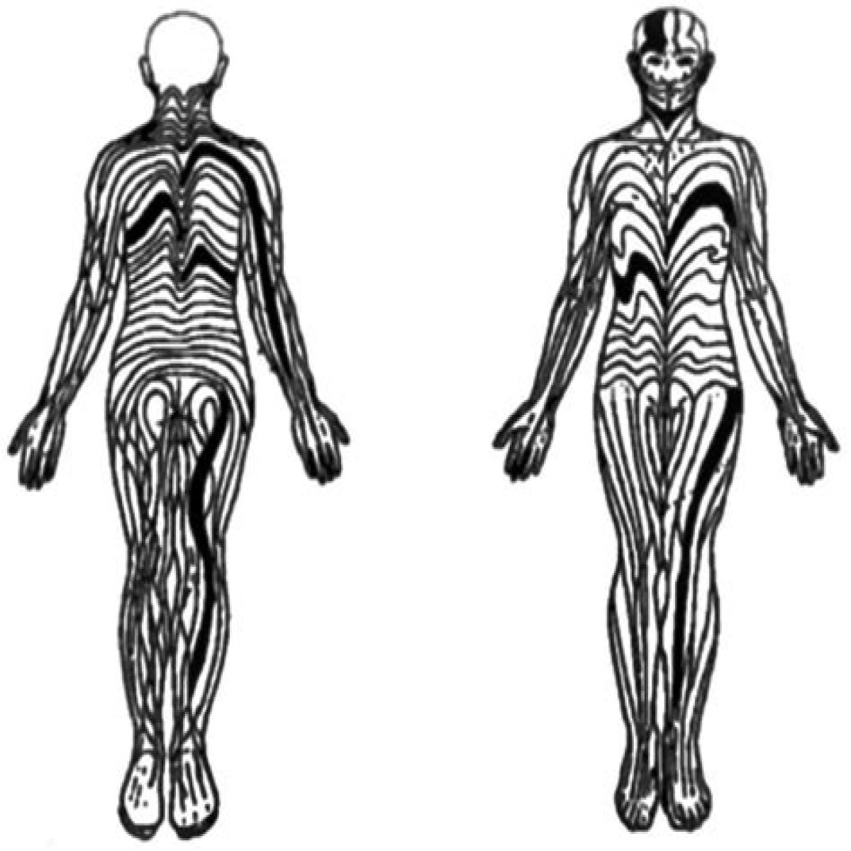 Can Cats See Human Blaschko Lines?