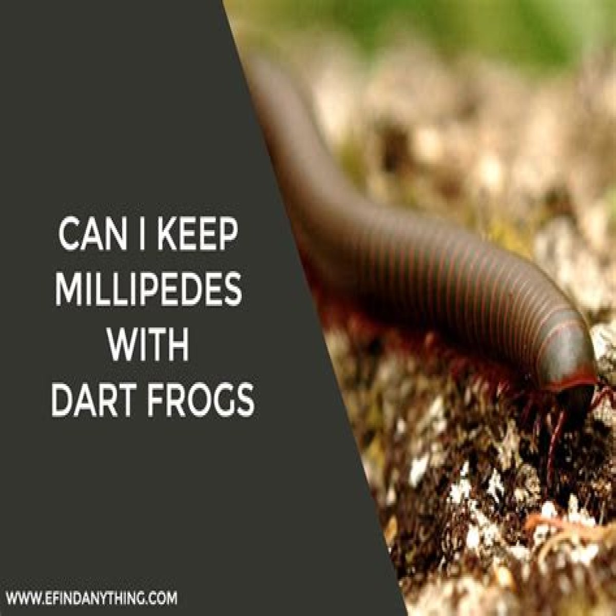 Can I keep millipedes with dart frogs?