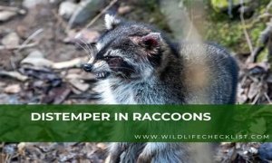 Can Raccoons Get Distemper? - Kylon Powell