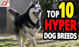 Does royal canin make dogs hyper?