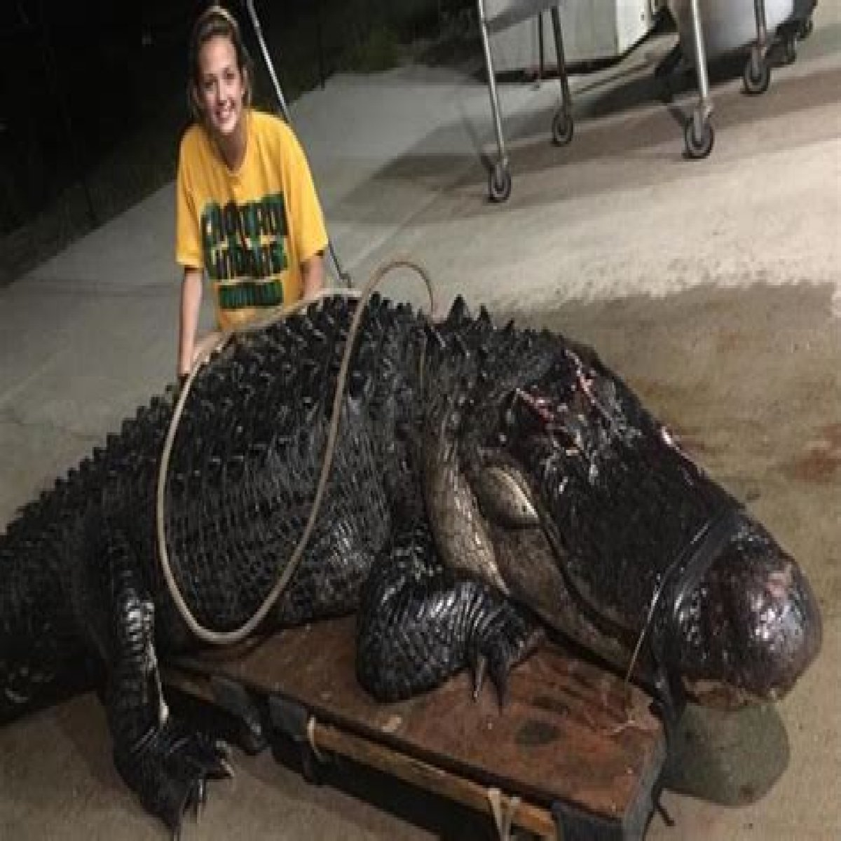 How Much Is A 12 Foot Alligator Worth?