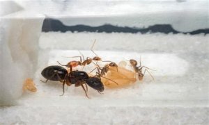 How To Get Ants Out Of Keurig?
