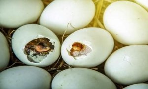 How To Make Bird Eggs?