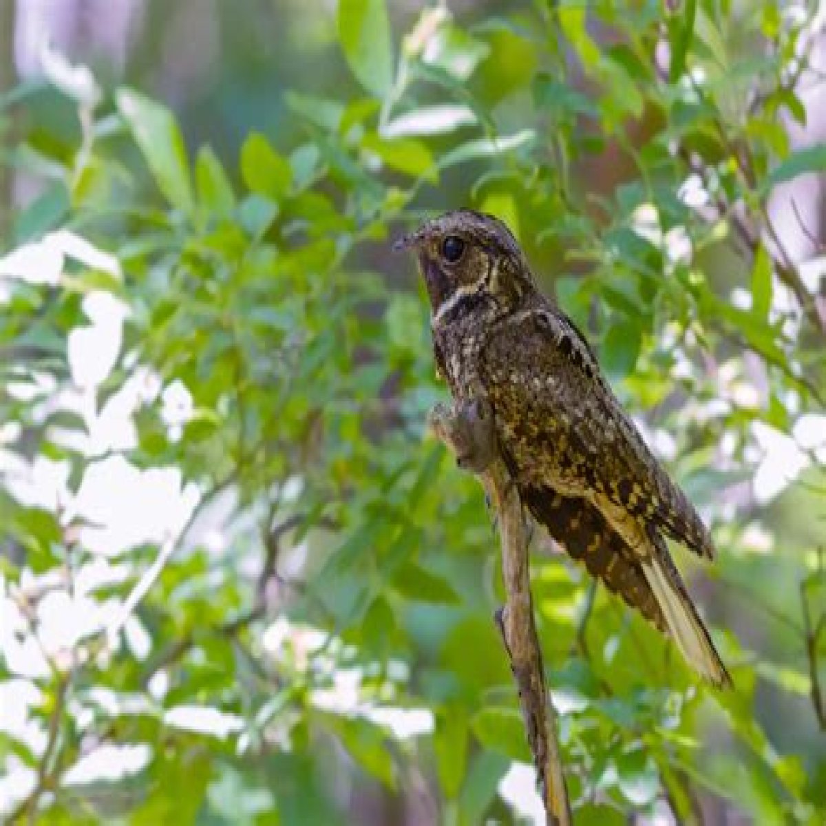 What Bird Sounds Like A Whippoorwill?