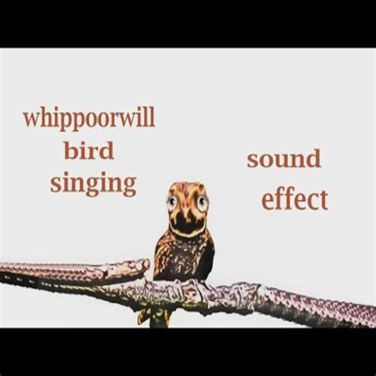 What Sound Does A Whippoorwill Bird Make?