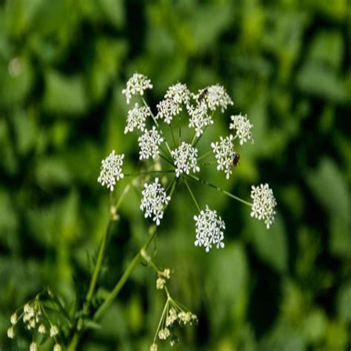 What to Do If You've Touched Poison Hemlock — Best Life